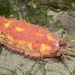 Pink Warty Sea Cucumber - Photo (c) budak, some rights reserved (CC BY-NC), uploaded by budak