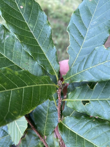 Quercus corrugata - Young stem and leaf bases showing pinkish coloration