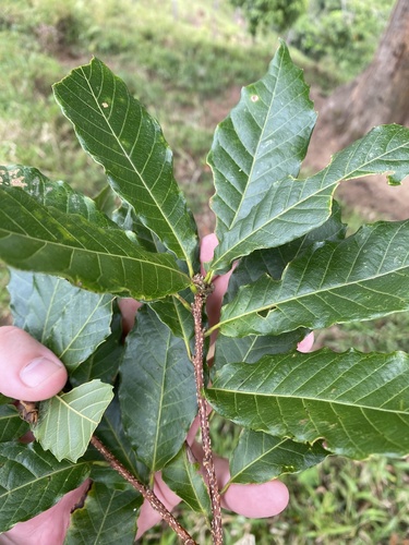 Quercus corrugata