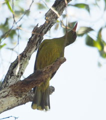 Oriolus flavocinctus