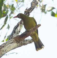 Oriolus flavocinctus