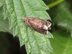 Syricoris lacunana