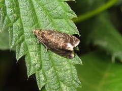 Syricoris lacunana