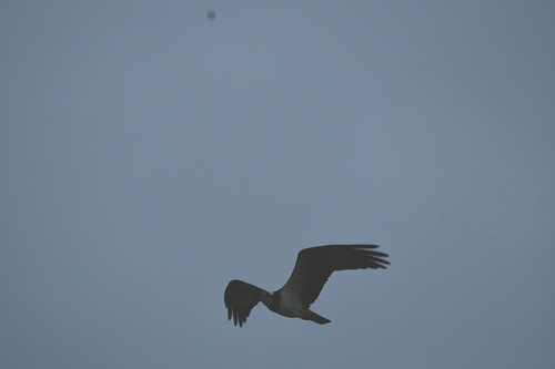 Eurasian Osprey