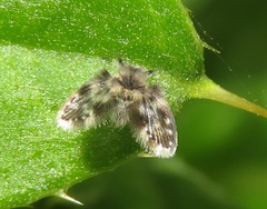 Clytocerus splendidus