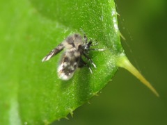 Clytocerus splendidus