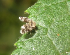 Clytocerus splendidus