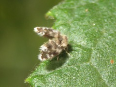 Clytocerus splendidus