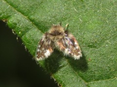 Clytocerus splendidus