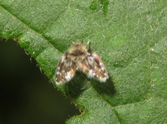 Clytocerus splendidus