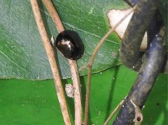 Brachyplatys subaeneus