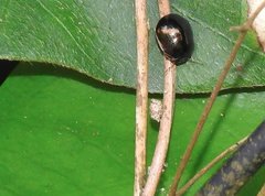 Brachyplatys subaeneus