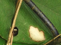 Brachyplatys subaeneus