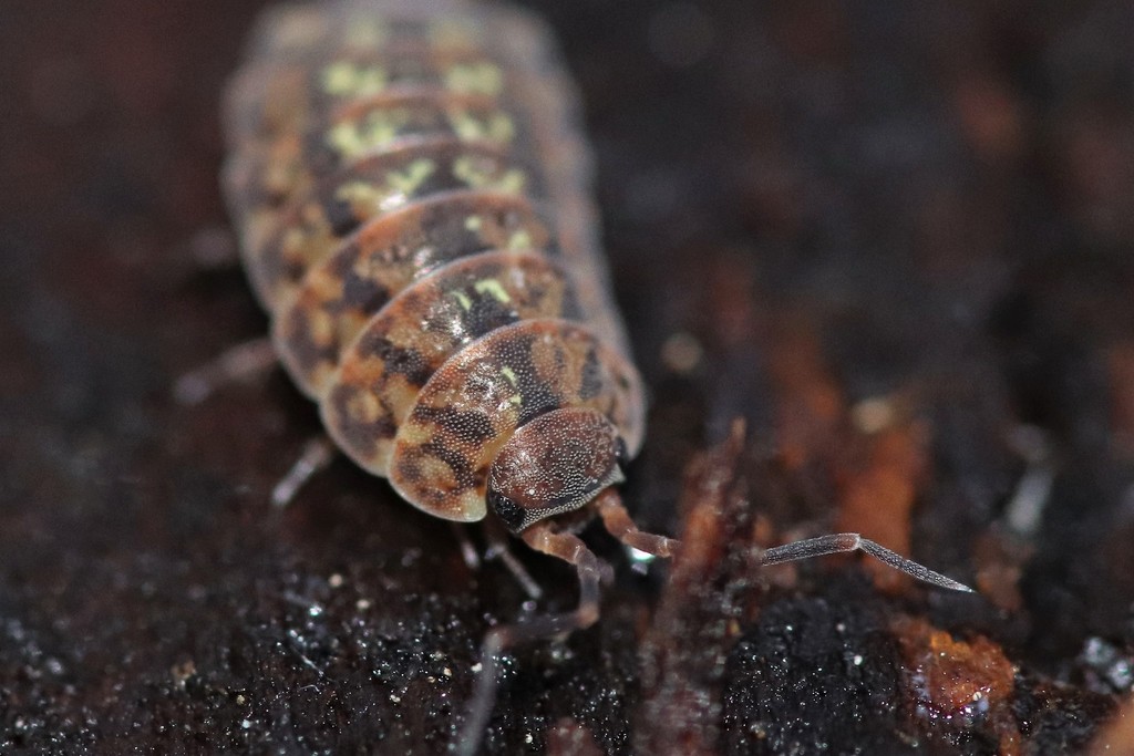 Lepidoniscus minutus