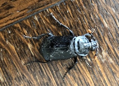 Nicrophorus humator