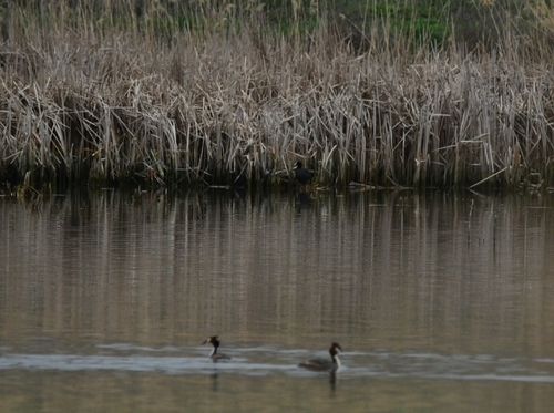 Great Crested Grebe