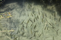 Squalius cephalus
