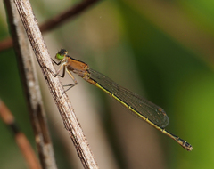 Ischnura pruinescens