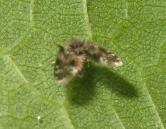 Clytocerus splendidus