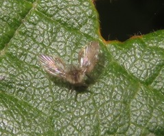 Clytocerus splendidus