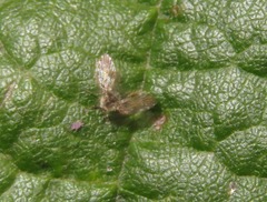 Clytocerus splendidus