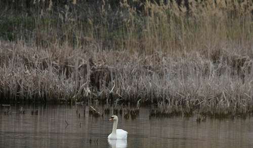 Mute Swan