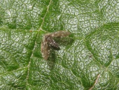 Clytocerus splendidus