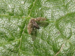 Clytocerus splendidus