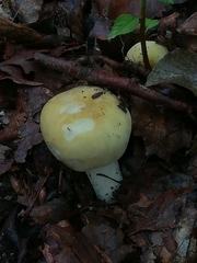 Russula violeipes