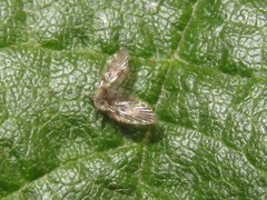 Clytocerus splendidus