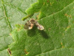 Clytocerus splendidus