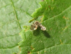 Clytocerus splendidus