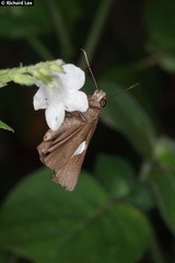 Notocrypta paralysos varians