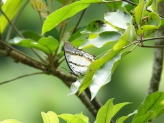 Polyura nepenthes