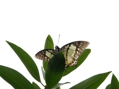 Polyura nepenthes