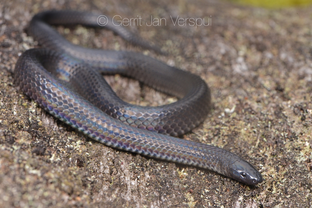 Black-Tailed Worm Snake