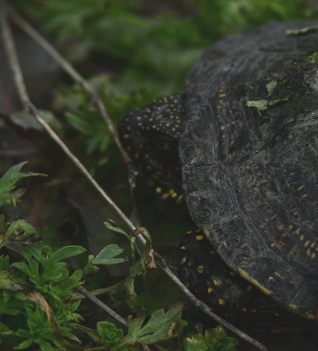 European Pond Turtle