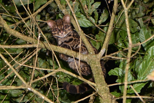 Leopardus tigrinus image