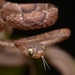 Blunt-headed Tree Snakes - Photo (c) Gert Jan Verspui, some rights reserved (CC BY-NC), uploaded by Gert Jan Verspui