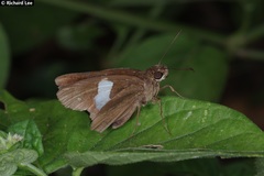 Notocrypta paralysos varians