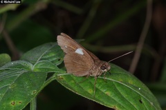 Notocrypta paralysos varians