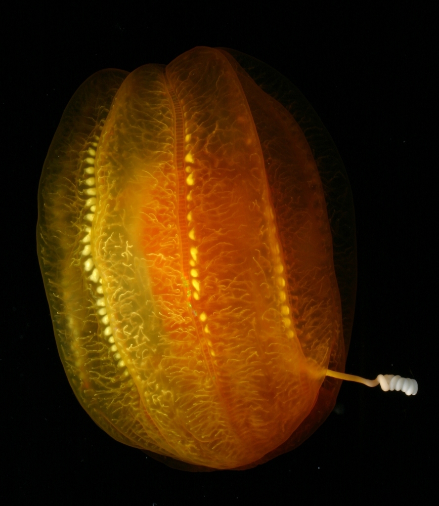Aulacoctenidae