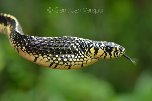 Chicken Snake