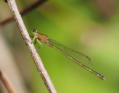 Ischnura pruinescens