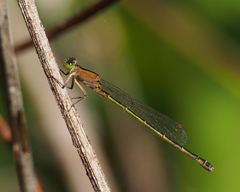 Ischnura pruinescens