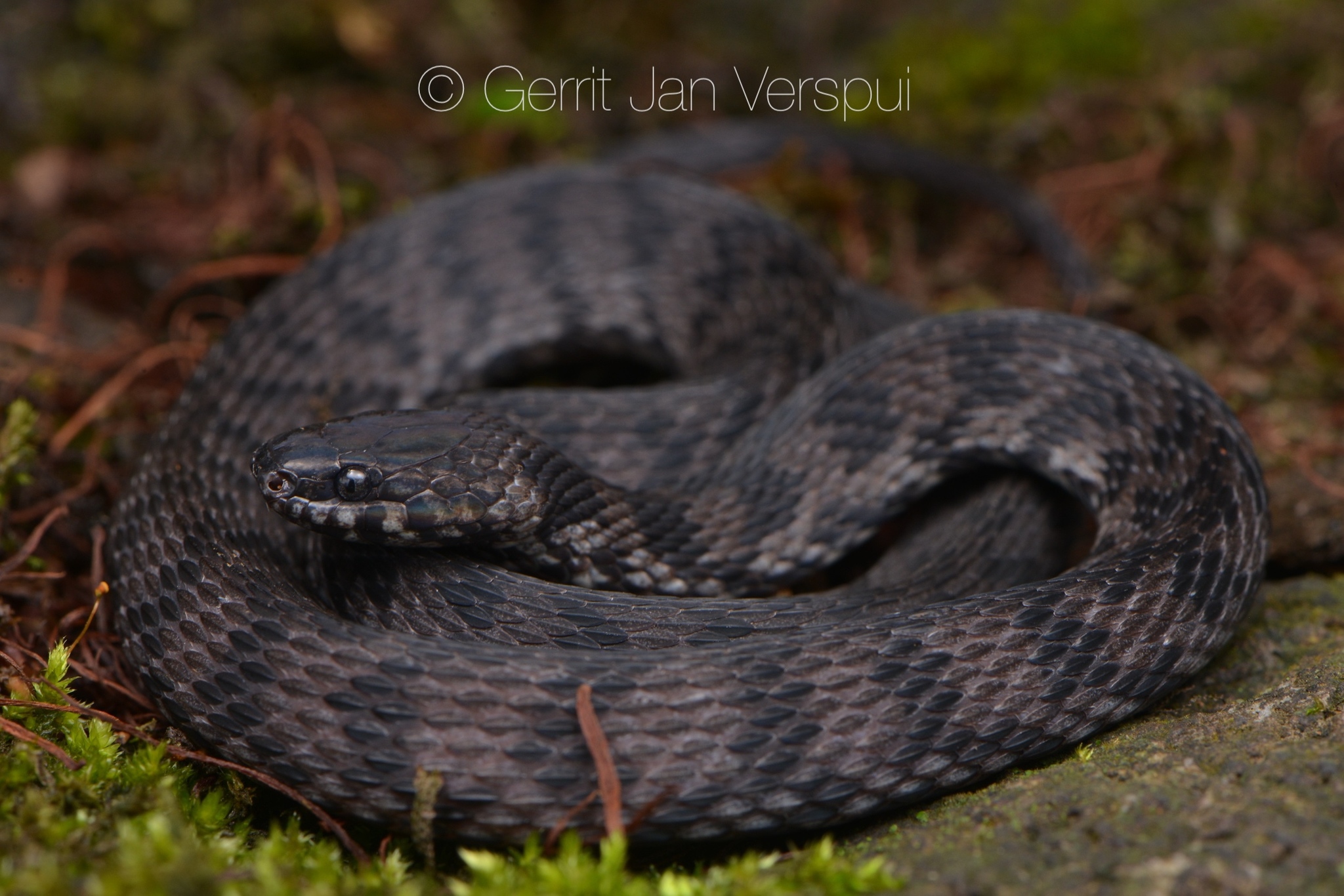 Red Coffee Snake (Ninia sebae) · iNaturalist