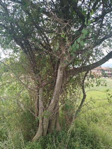 Image of Celtis tala by no rights reserved