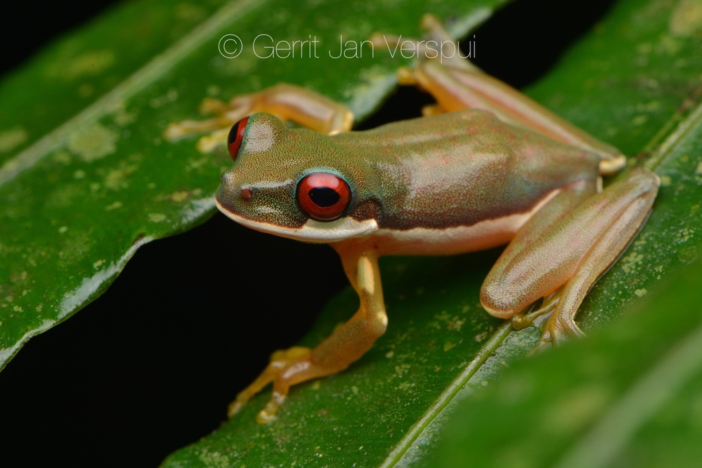 Brook Frog