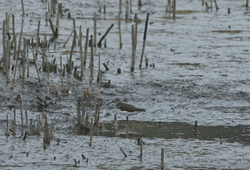 Green Sandpiper