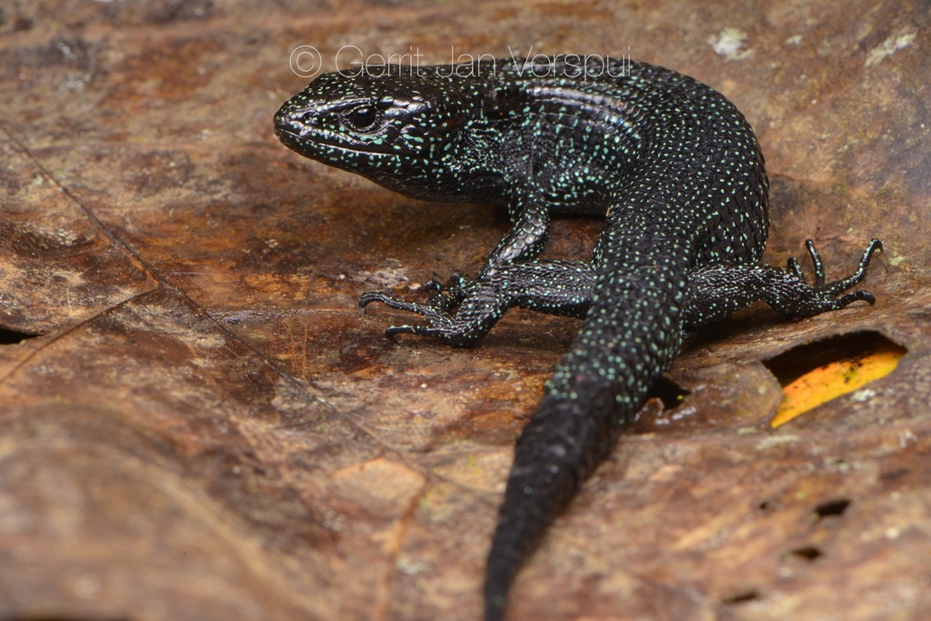 Highland Alligator Lizard